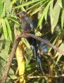 /album/photogallery/green-wood-hoopoe-kololi-jpg/